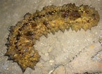 Image result for Stichopus horrens Dieet. Size: 147 x 106. Source: alchetron.com