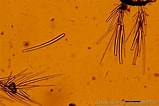 Image result for "clathria Atrasanguinea". Size: 159 x 106. Source: doris.ffessm.fr