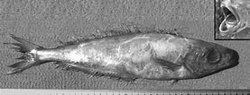 Image result for "psenes Pellucidus". Size: 277 x 106. Source: www.researchgate.net