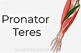Image result for "chaenea Teres". Size: 160 x 106. Source: anatomyzone.com