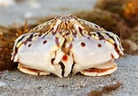 Image result for "calappa Flammea". Size: 153 x 106. Source: bugguide.net