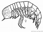 Image result for "paraphronima Crassipes". Size: 143 x 106. Source: sio-legacy.ucsd.edu