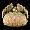 Image result for "Calappa Japonica". Size: 106 x 106. Source: www.crustaceology.com