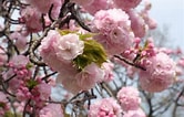 Afbeeldingsresultaten voor Cherry Blossom. Grootte: 166 x 106. Bron: everybodyhatesatourist.net