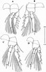 Afbeeldingsresultaten voor "oncaea Clevei". Grootte: 68 x 106. Bron: www.researchgate.net