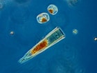 Image result for "Helicostomella subulata". Size: 140 x 106. Source: www.marinespecies.org