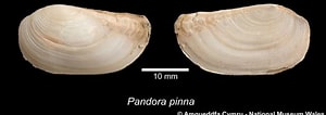 Bilderesultat for "pandora Pinna". Størrelse: 300 x 106. Kilde: naturalhistory.museumwales.ac.uk