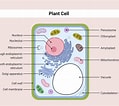Image result for nuclei in Polyploid Plant Cell. Size: 119 x 106. Source: microbeonline.com