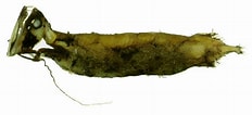 Image result for "Aristostomias Tittmanni". Size: 232 x 106. Source: fishbiosystem.ru