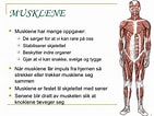 Image result for Muskel og skjelett. Size: 141 x 106. Source: www.slideshare.net