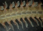 Image result for Nereis vexillosa. Size: 148 x 106. Source: inverts.wallawalla.edu