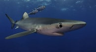 Image result for blauwe haai. Size: 194 x 106. Source: duiken.nl