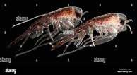 Afbeeldingsresultaten voor "Hyperia macrocephala". Grootte: 194 x 106. Bron: www.alamy.com