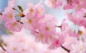 Afbeeldingsresultaten voor Cherry Blossom. Grootte: 173 x 106. Bron: splurgefrugal.com