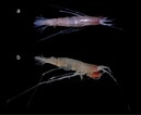 Image result for Rhachotropis Oculta. Size: 129 x 106. Source: www.researchgate.net