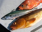 Image result for "sebastes Fasciatus". Size: 140 x 106. Source: www.roughfish.com