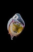 Image result for "cavolinia gibbosa Gibbosa". Size: 68 x 106. Source: pixels.com