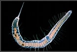 Image result for "parophryotrocha Isochaeta". Size: 156 x 106. Source: spacedodo-and-shrimps.blogspot.com