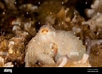 Image result for "octobranchus Floriceps". Size: 145 x 106. Source: www.alamy.com