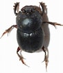 Afbeeldingsresultaten voor "puerulus Velutinus". Grootte: 92 x 106. Bron: www.pinterest.com