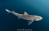 Image result for "mustelus Californicus". Size: 167 x 106. Source: www.sharksandrays.com