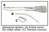 Image result for "salmacina Dysteri". Size: 162 x 106. Source: www2.bishopmuseum.org