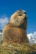 Image result for animaux Jura/. Size: 71 x 106. Source: www.quotatrip.com