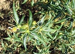 Image result for "castanidium Spinosum". Size: 148 x 106. Source: www.plantarium.ru