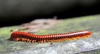 Afbeeldingsresultaten voor Rode draadworm. Grootte: 196 x 106. Bron: azietrippers.reislogger.nl