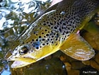 Image result for Brown Trout Fish. Size: 140 x 106. Source: www.wildtrout.org