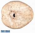 Résultat d’image pour "echinocardium Flavescens". Taille: 113 x 106. Source: lis-upmc.snv.jussieu.fr