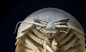 Afbeeldingsresultaten voor Giant Isopod Bug. Grootte: 175 x 106. Bron: allthatsinteresting.com