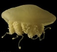 Image result for "fowlerina Punctata". Size: 116 x 106. Source: scripps.ucsd.edu