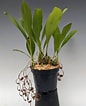 Image result for "clausophyes Galeata". Size: 86 x 106. Source: www.orchidweb.com