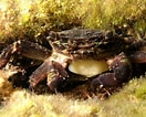 Image result for "sacculina Atlantica". Size: 132 x 106. Source: meeresschule-pula.com