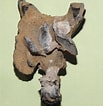 Image result for Thalassina anomala Anatomie. Size: 103 x 106. Source: www.thefossilforum.com