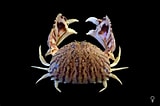 Image result for Calappa flammea Familie. Size: 160 x 106. Source: www.crabdatabase.info