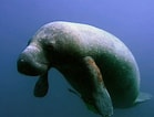 Image result for "Trichechus inunguis". Size: 139 x 106. Source: es.wikipedia.org