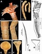 Image result for "serpula Vermicularis". Size: 82 x 106. Source: www.researchgate.net