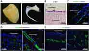 Image result for dental pulp stem cell markers. Size: 185 x 106. Source: www.researchgate.net