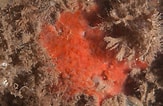 Image result for "hymedesmia Minuta". Size: 163 x 106. Source: divedeeper.site