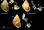 Afbeeldingsresultaten voor Hydrobiidae Anatomie. Grootte: 155 x 106. Bron: zookeys.pensoft.net