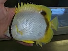 Image result for Chaetodon ocellatus Rijk. Size: 140 x 106. Source: ncfishes.com