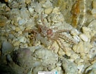 Image result for Lybia edmondsoni. Size: 138 x 106. Source: www.reeflex.net