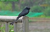 Image result for 台灣野鳥網路圖鑑. Size: 163 x 106. Source: today.to