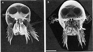 Image result for Corycaeus Species. Size: 189 x 106. Source: copepodes.obs-banyuls.fr