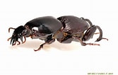 Image result for "procerus Armatus". Size: 167 x 106. Source: passion-entomologie.fr