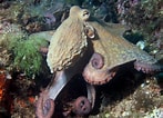 Image result for "octobranchus Floriceps". Size: 147 x 106. Source: en.wikipedia.org