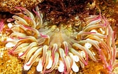 Image result for Ocean anemone. Size: 169 x 106. Source: oregonmarinereserves.com
