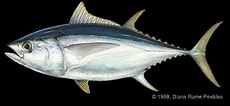 Image result for "thunnus Obesus". Size: 230 x 106. Source: www.researchgate.net